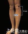 上巨虛