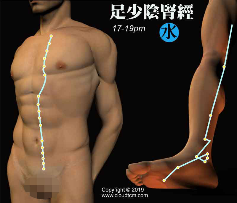 足少陰腎經經絡圖