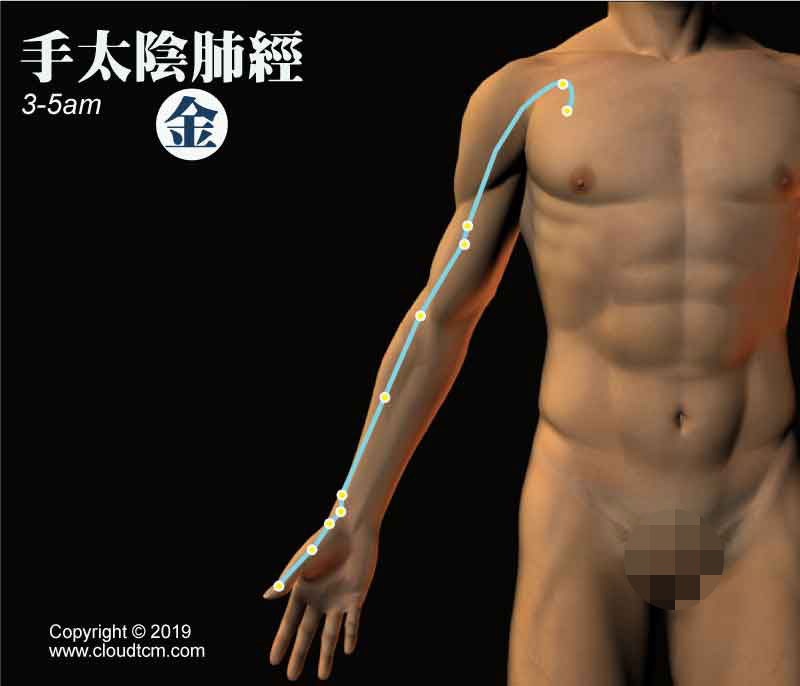 手太陰肺經經絡圖