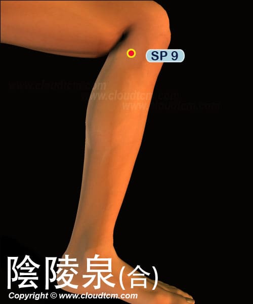 陰陵泉