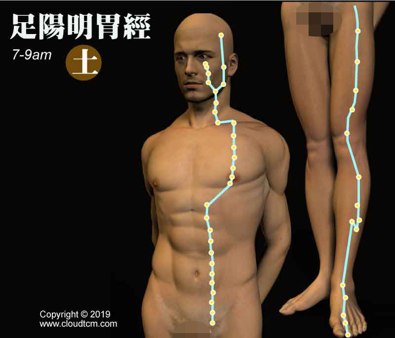 足陽明胃經經絡圖